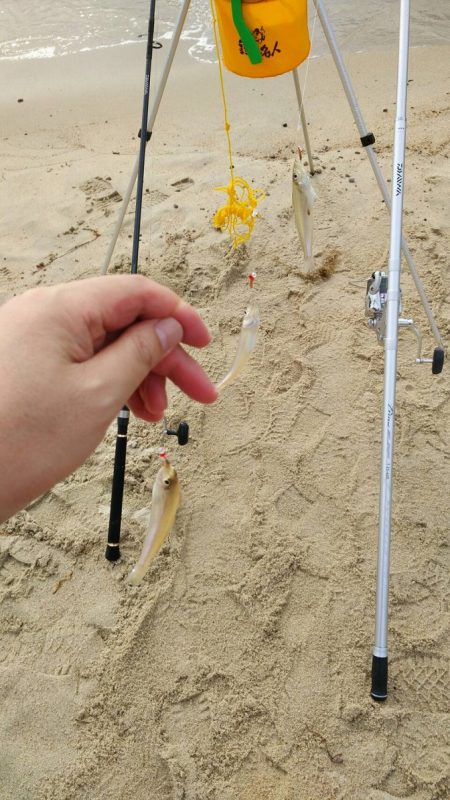 宮津江尻でピンギスラッシュ